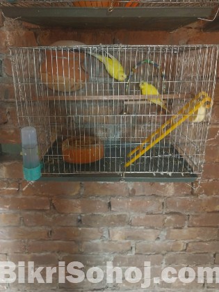 হলুদ এডাল্ট বাজরিকা